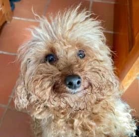 Candela, female senior Mixed Breed for adoption at Tiere in Spanien e.V., Hamburg