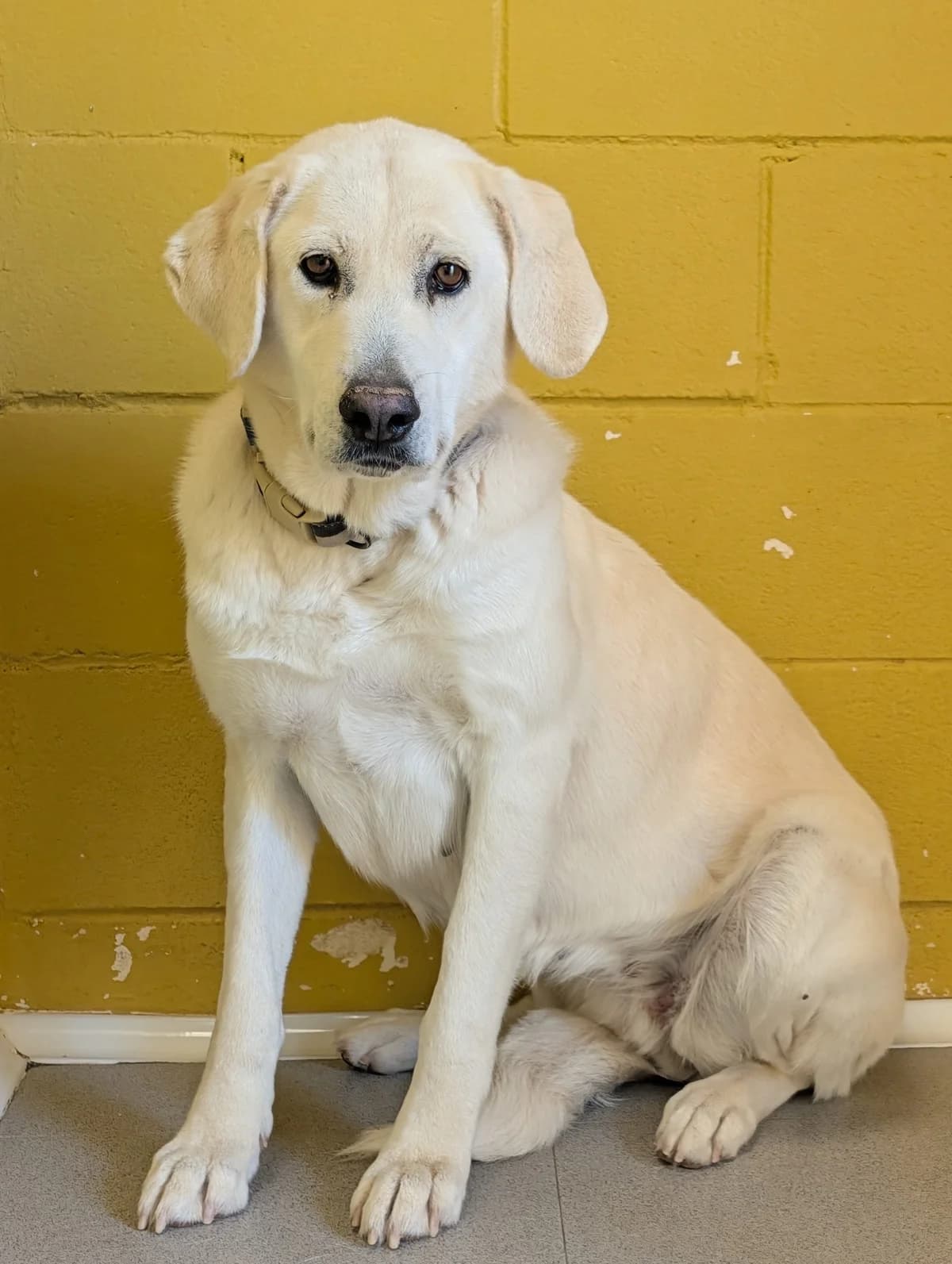 Chuche, female senior Mixed Breed for adoption at Tiere in Spanien e.V., Hamburg