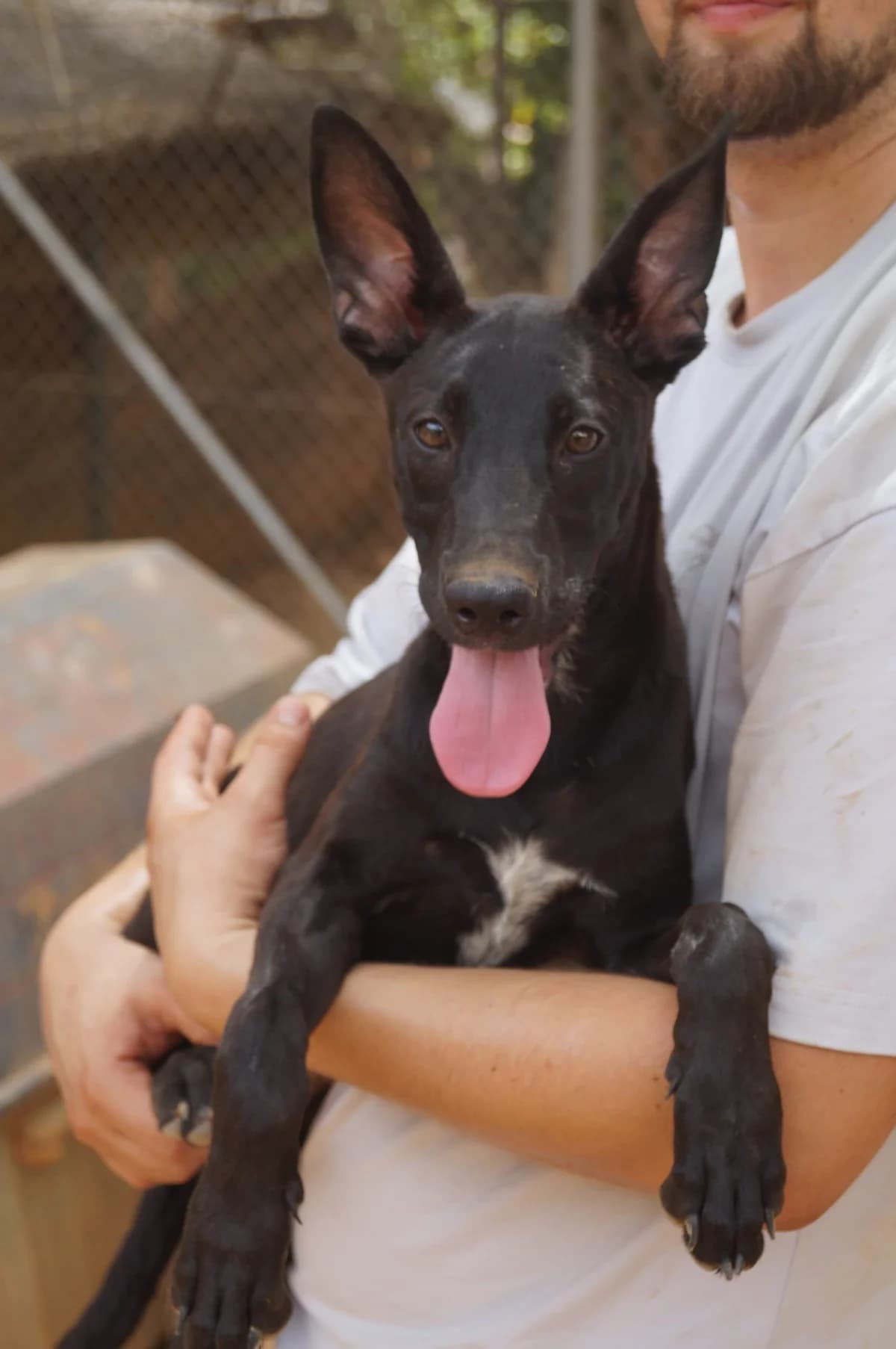 Chups, female senior Mixed Breed for adoption at Tiere in Spanien e.V., Hamburg