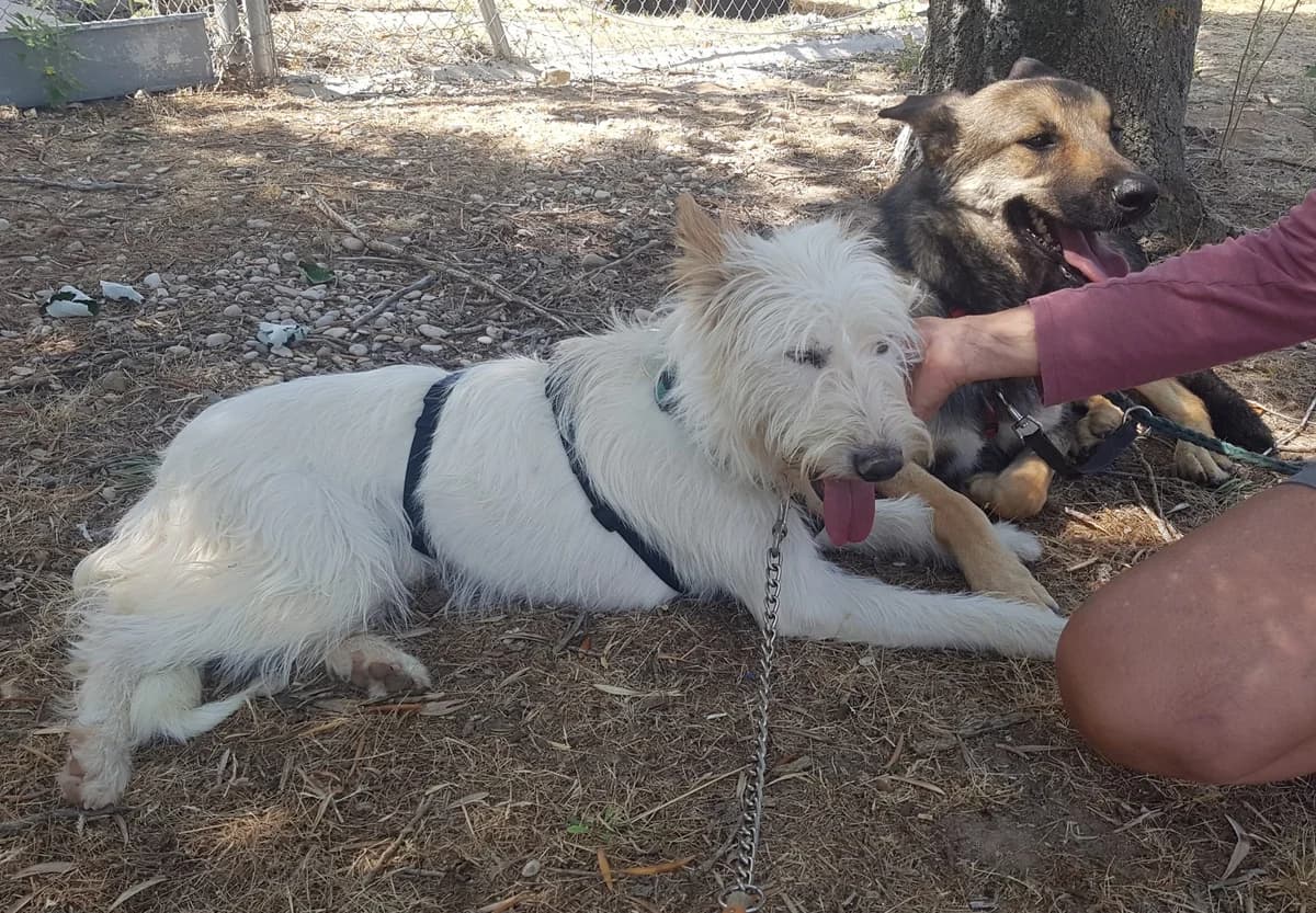 Clavileno, male senior Mixed Breed for adoption at Tiere in Spanien e.V., Hamburg