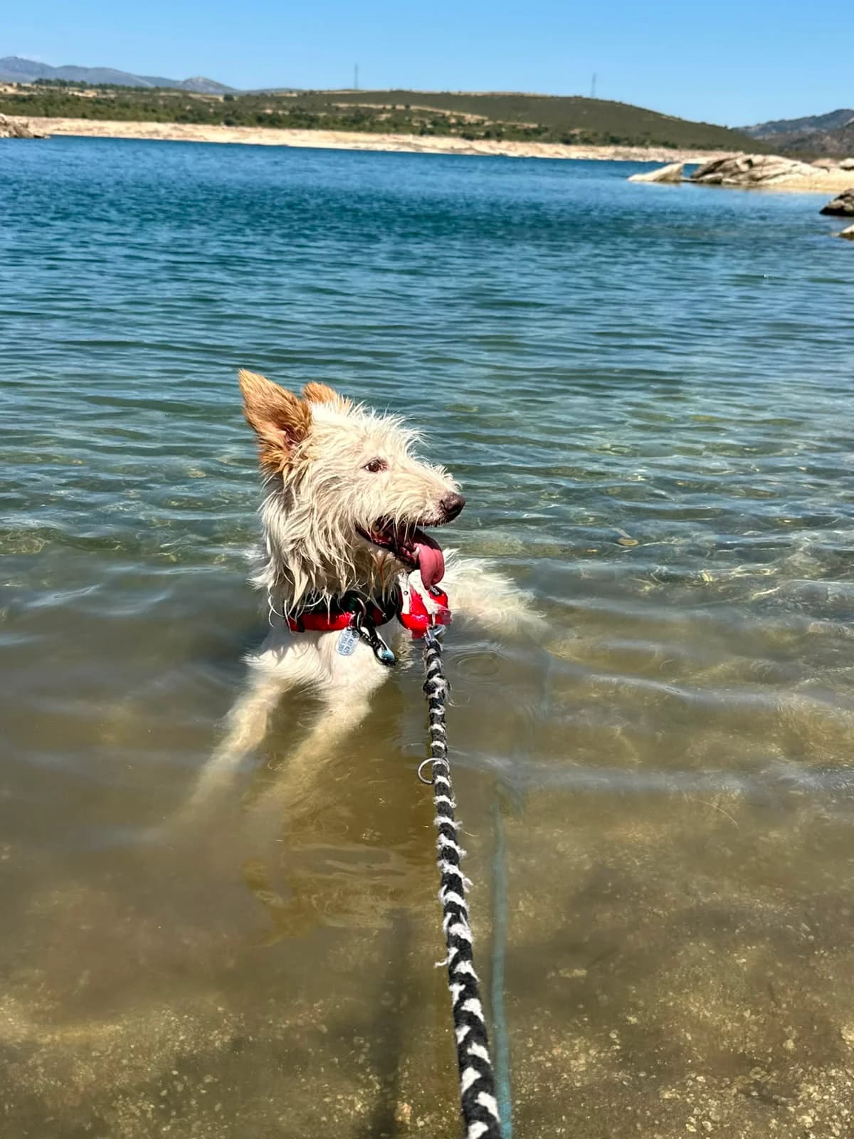 Clavileno, male senior Mixed Breed for adoption at Tiere in Spanien e.V., Hamburg
