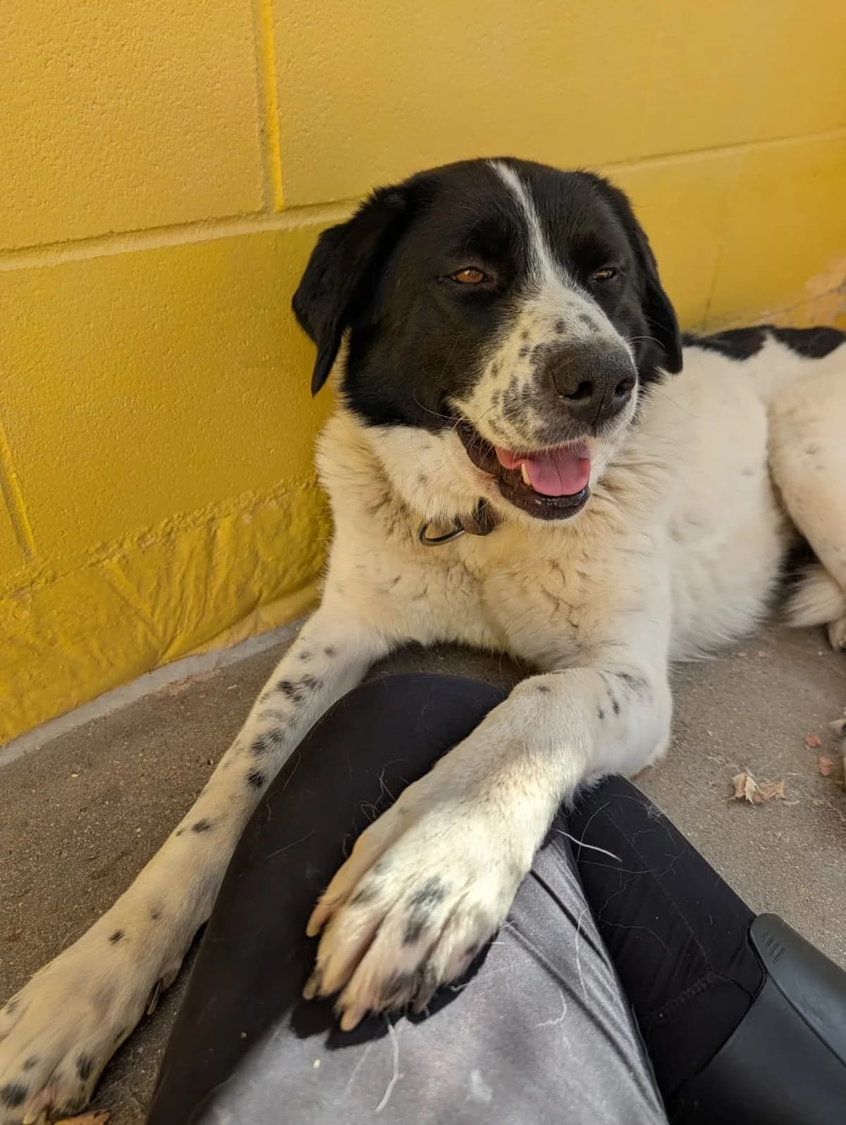 Coconut, female senior Mixed Breed for adoption at Tiere in Spanien e.V., Hamburg