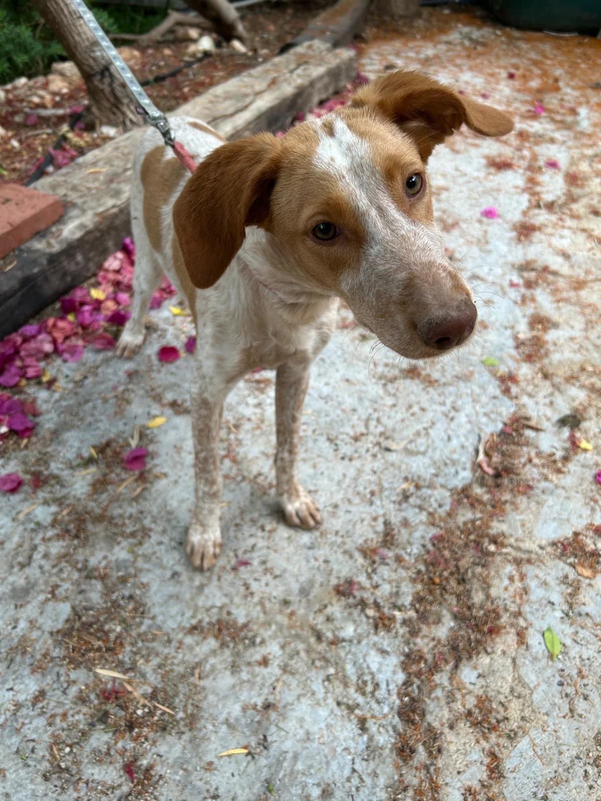 Daisy, female senior Mixed Breed for adoption at Tiere in Spanien e.V., Hamburg