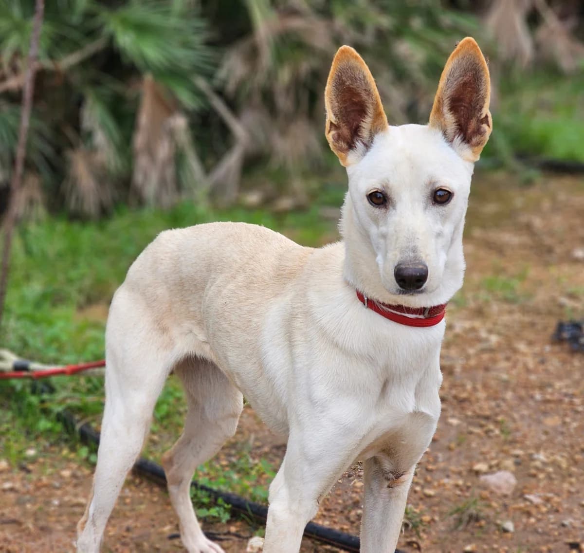 Goldi, female senior Mixed Breed for adoption at Tiere in Spanien e.V., Hamburg