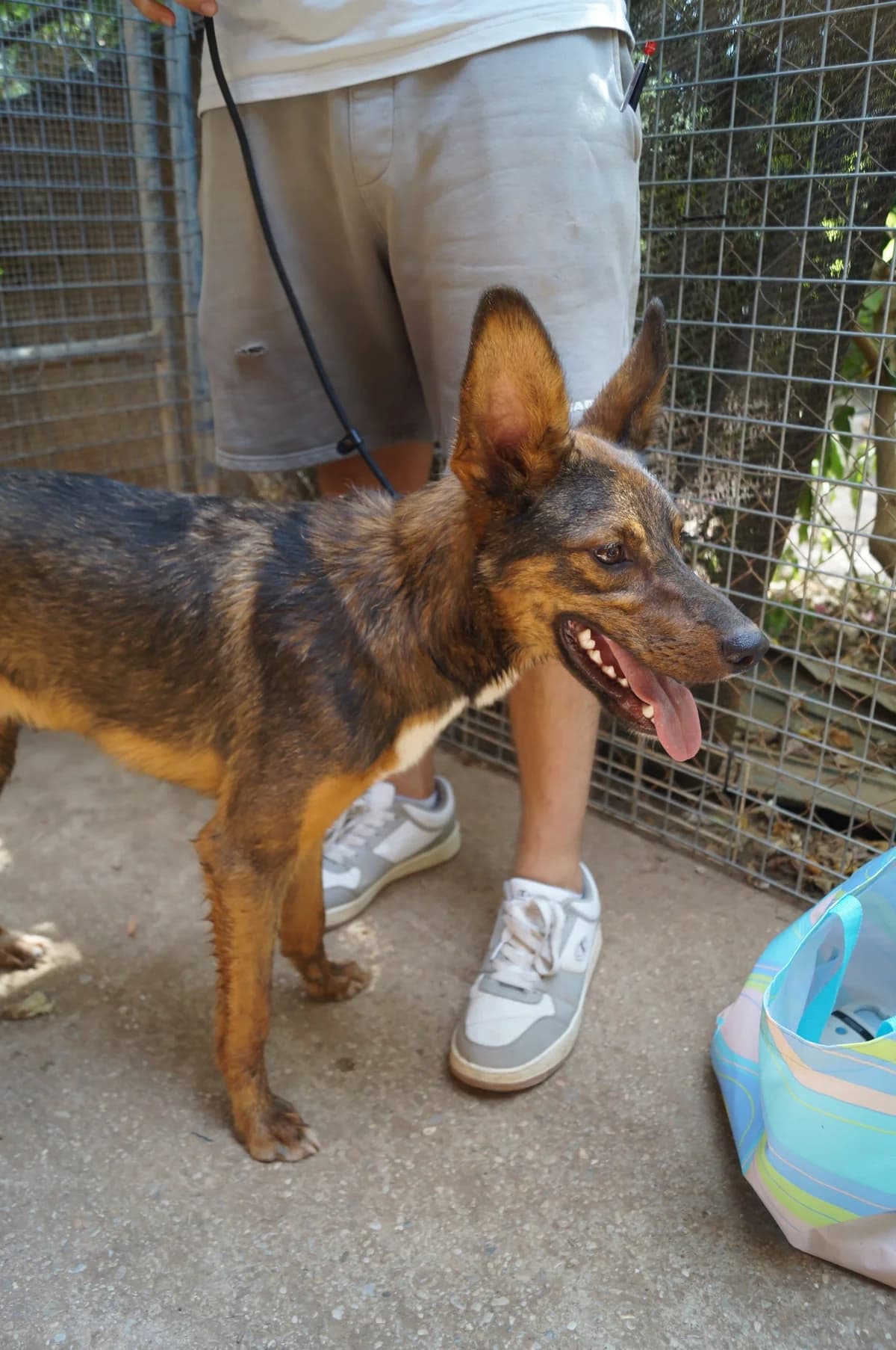Goldi, female senior Mixed Breed for adoption at Tiere in Spanien e.V., Hamburg