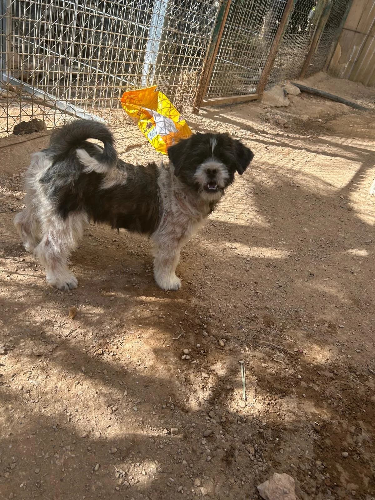Joshua, male senior Mixed Breed for adoption at Tiere in Spanien e.V., Hamburg