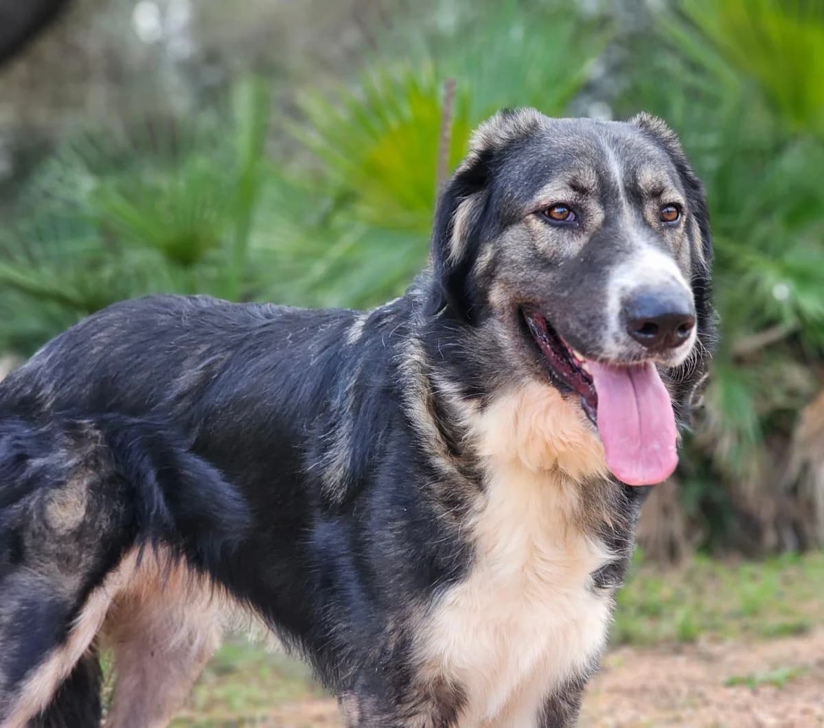 Kayla, female senior Mixed Breed for adoption at Tiere in Spanien e.V., Hamburg