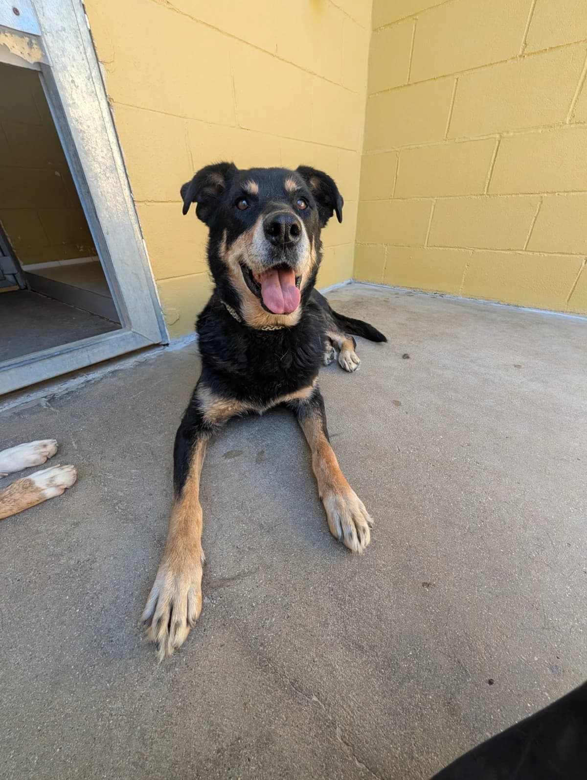 Kiara, female senior Mixed Breed for adoption at Tiere in Spanien e.V., Hamburg