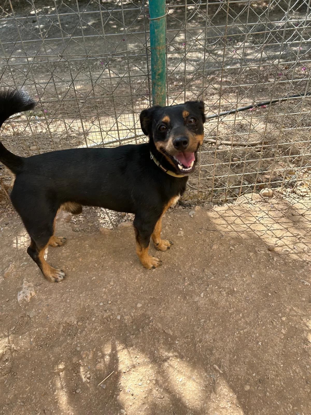 Lino, schwarz male senior Mixed Breed for adoption at Tiere in Spanien e.V., Hamburg