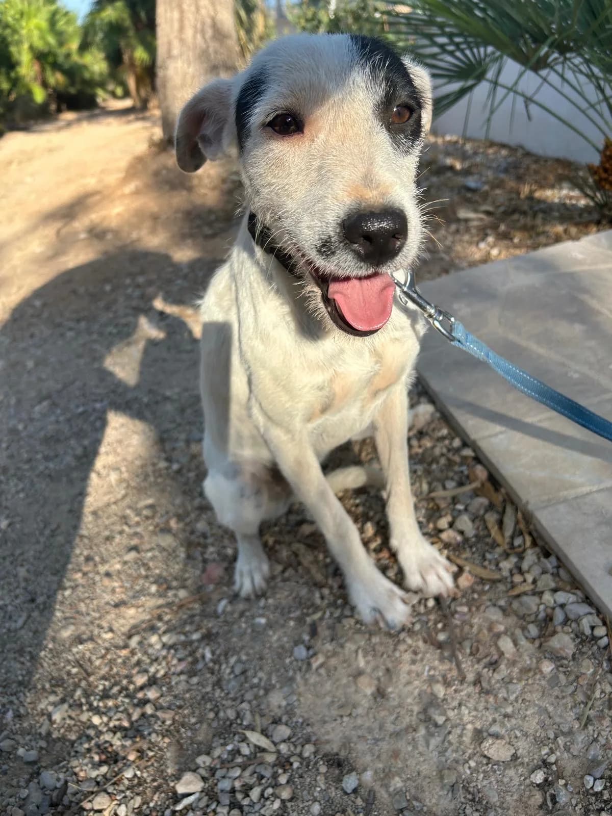 Liska, female senior Mixed Breed for adoption at Tiere in Spanien e.V., Hamburg