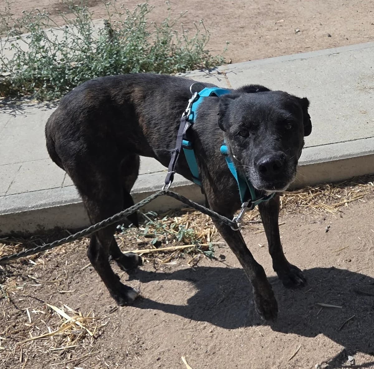 Luisa, female senior Mixed Breed for adoption at Tiere in Spanien e.V., Hamburg
