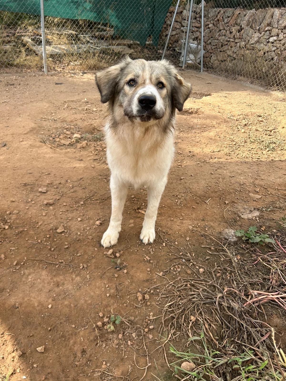 Lumi, female senior Mixed Breed for adoption at Tiere in Spanien e.V., Hamburg