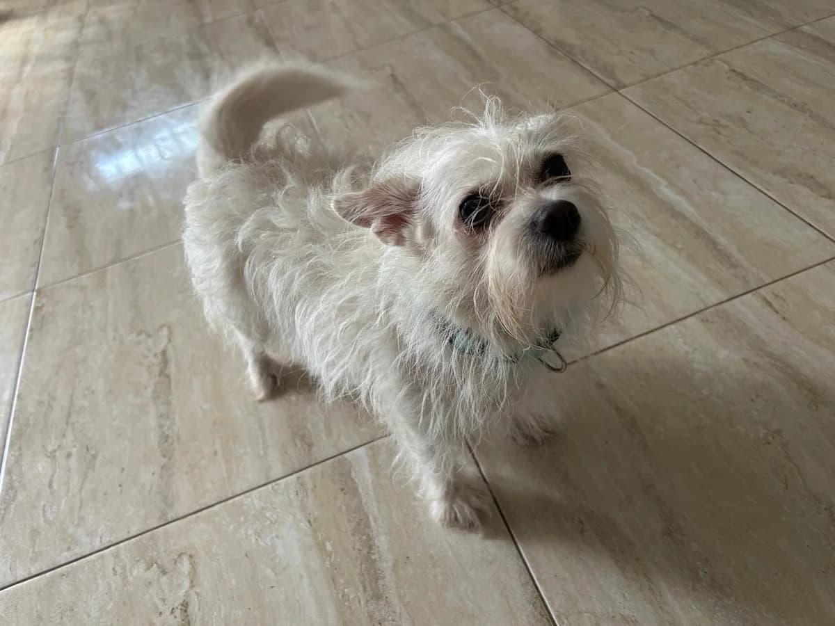 Luna, female senior Mixed Breed for adoption at Tiere in Spanien e.V., Hamburg