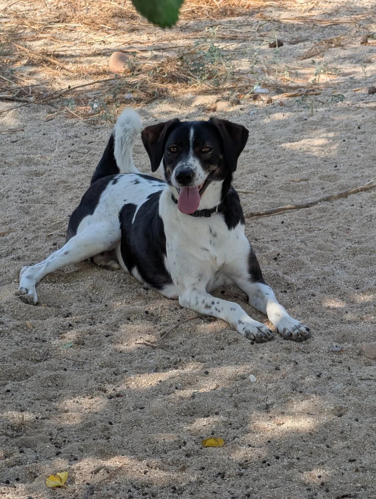 Manchi, female senior Mixed Breed for adoption at Tiere in Spanien e.V., Hamburg