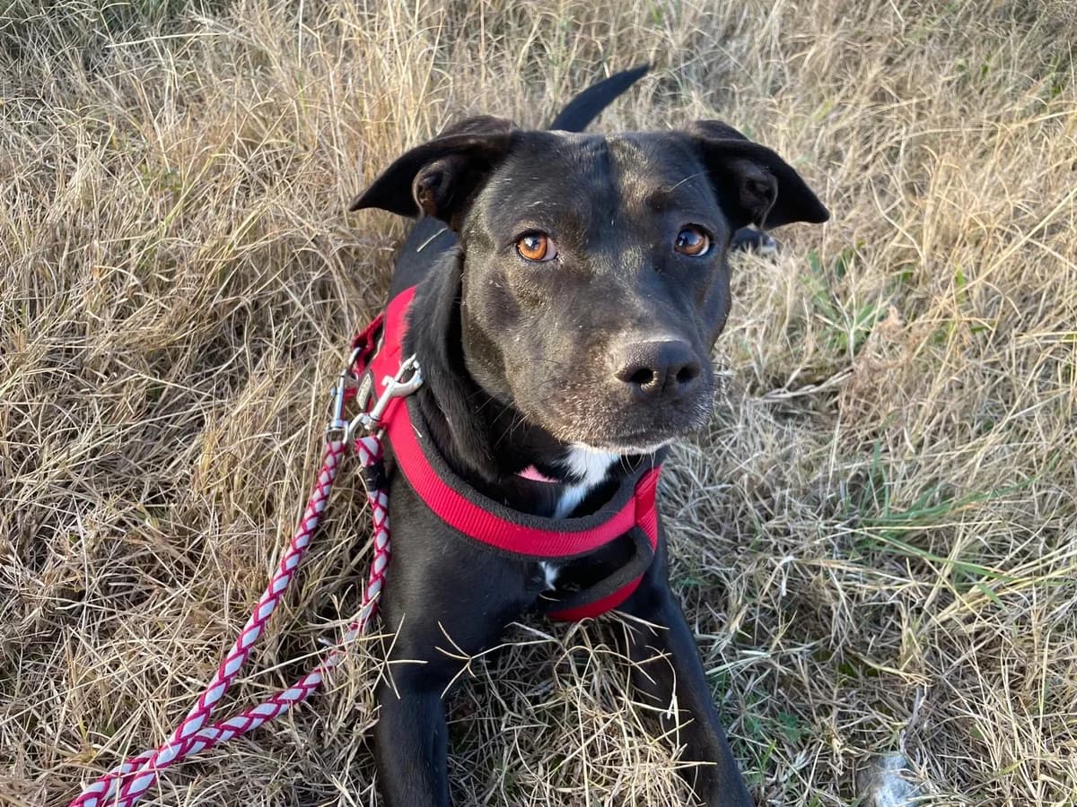 Marian, female senior Mixed Breed for adoption at Tiere in Spanien e.V., Hamburg