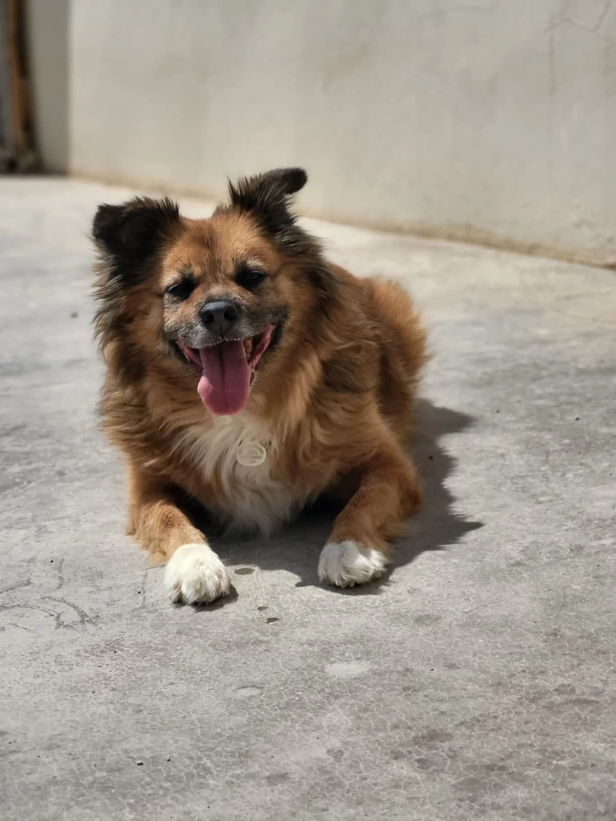 Maya, female senior Mixed Breed for adoption at Tiere in Spanien e.V., Hamburg