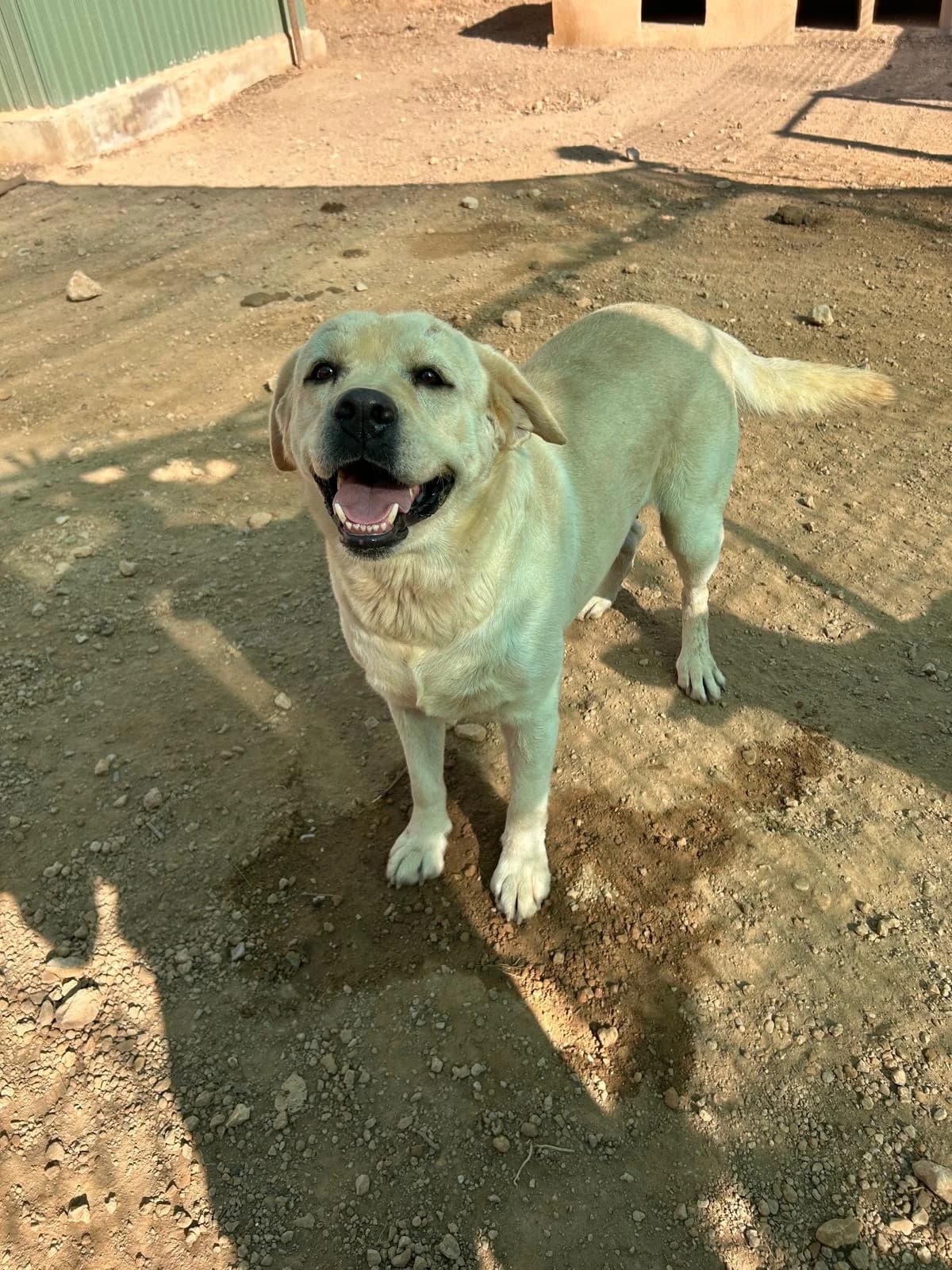 Maya, female senior Mixed Breed for adoption at Tiere in Spanien e.V., Hamburg