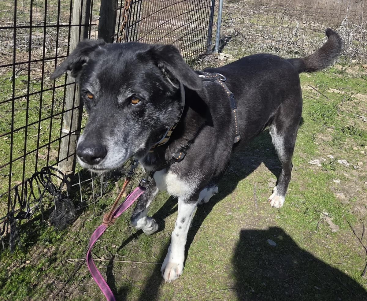 Mimo, female senior Mixed Breed for adoption at Tiere in Spanien e.V., Hamburg