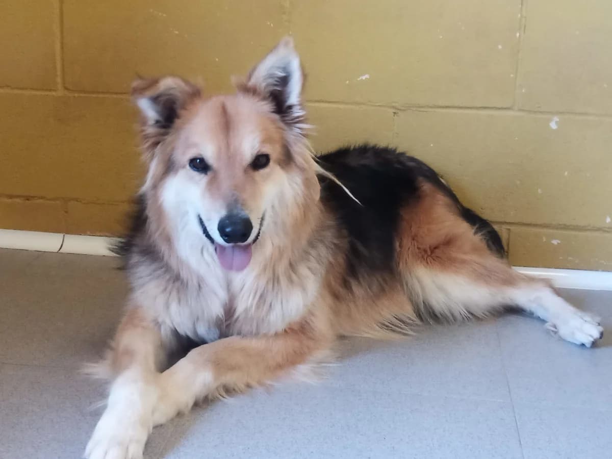 Mirasol, male senior Mixed Breed for adoption at Tiere in Spanien e.V., Hamburg