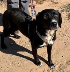 Mora, female senior Mixed Breed for adoption at Tiere in Spanien e.V., Hamburg