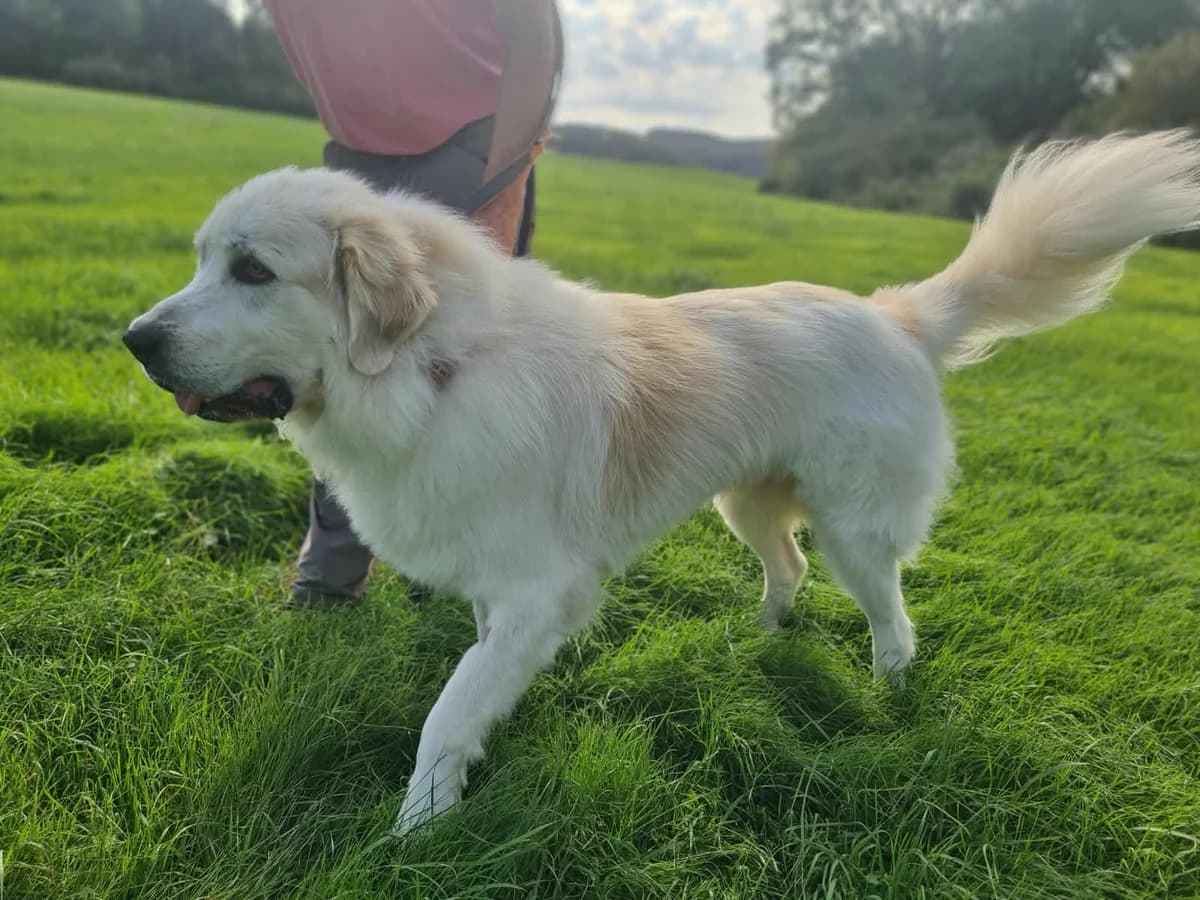 Pere, female senior Mixed Breed for adoption at Tiere in Spanien e.V., Hamburg
