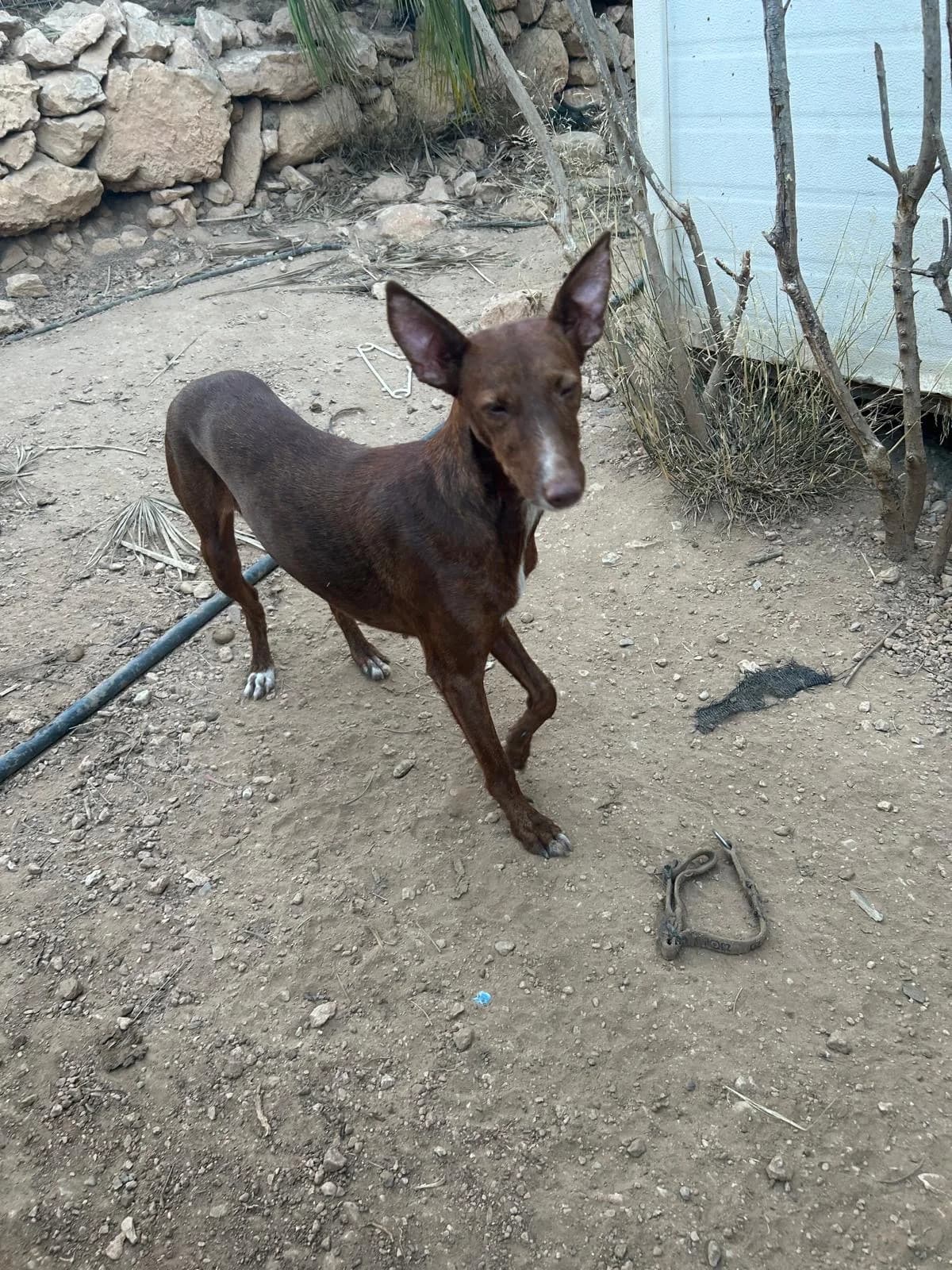 Pia, female senior Mixed Breed for adoption at Tiere in Spanien e.V., Hamburg