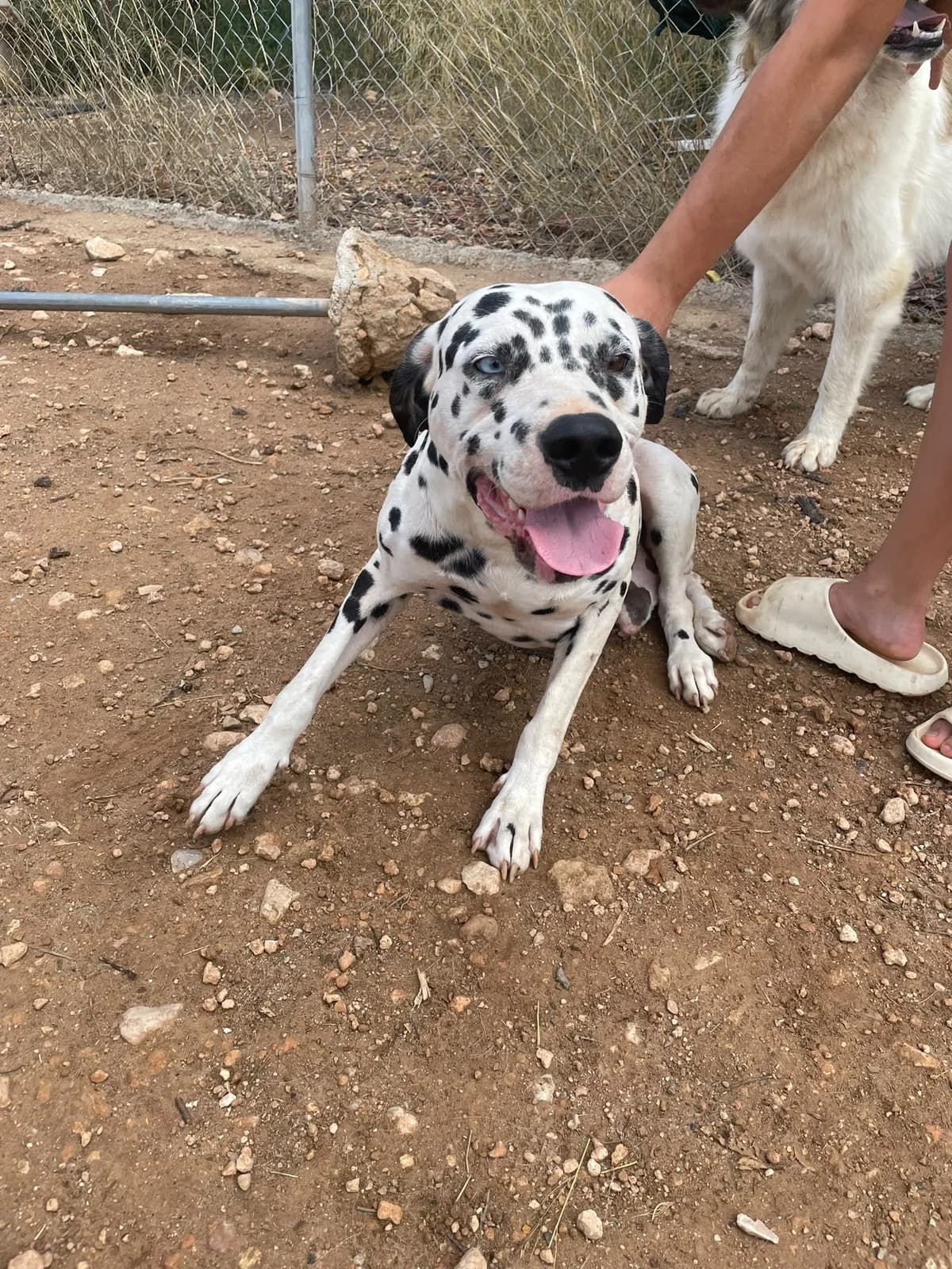 Pongo, female senior Mixed Breed for adoption at Tiere in Spanien e.V., Hamburg