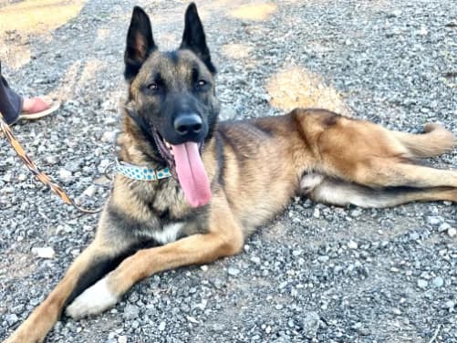 Rocky, male senior Mixed Breed for adoption at Tiere in Spanien e.V., Hamburg