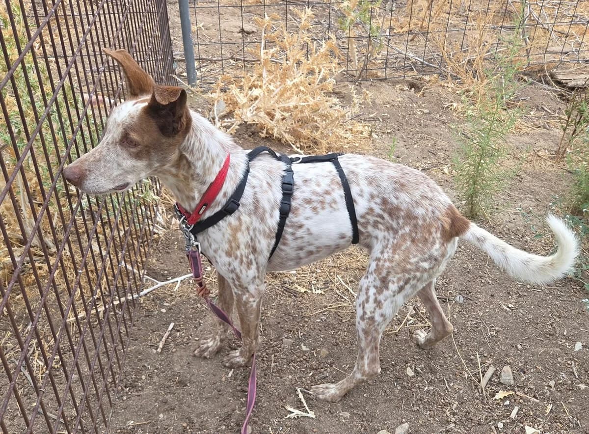 Rocky, male senior Mixed Breed for adoption at Tiere in Spanien e.V., Hamburg