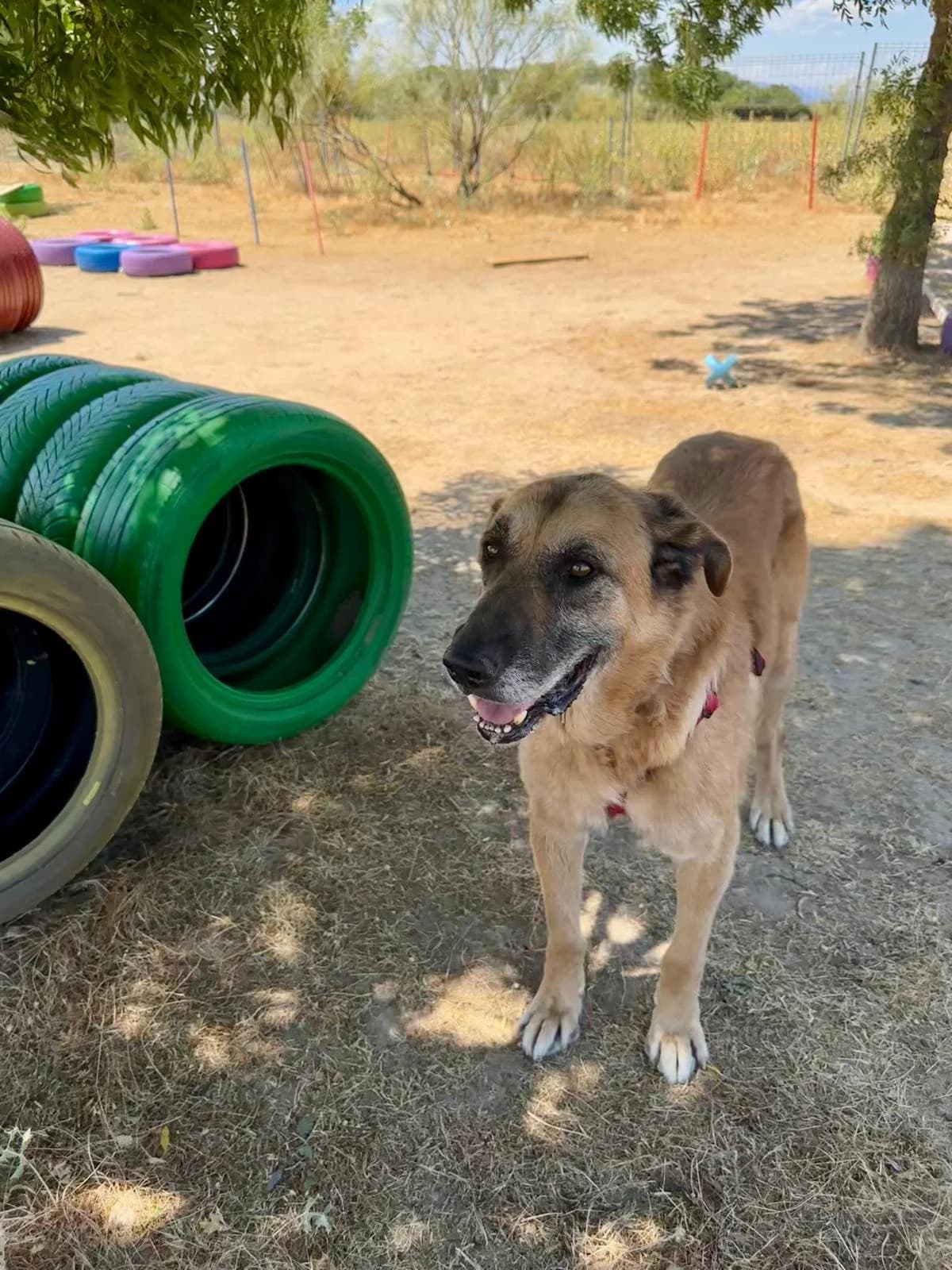 Rubio, male senior Mixed Breed for adoption at Tiere in Spanien e.V., Hamburg
