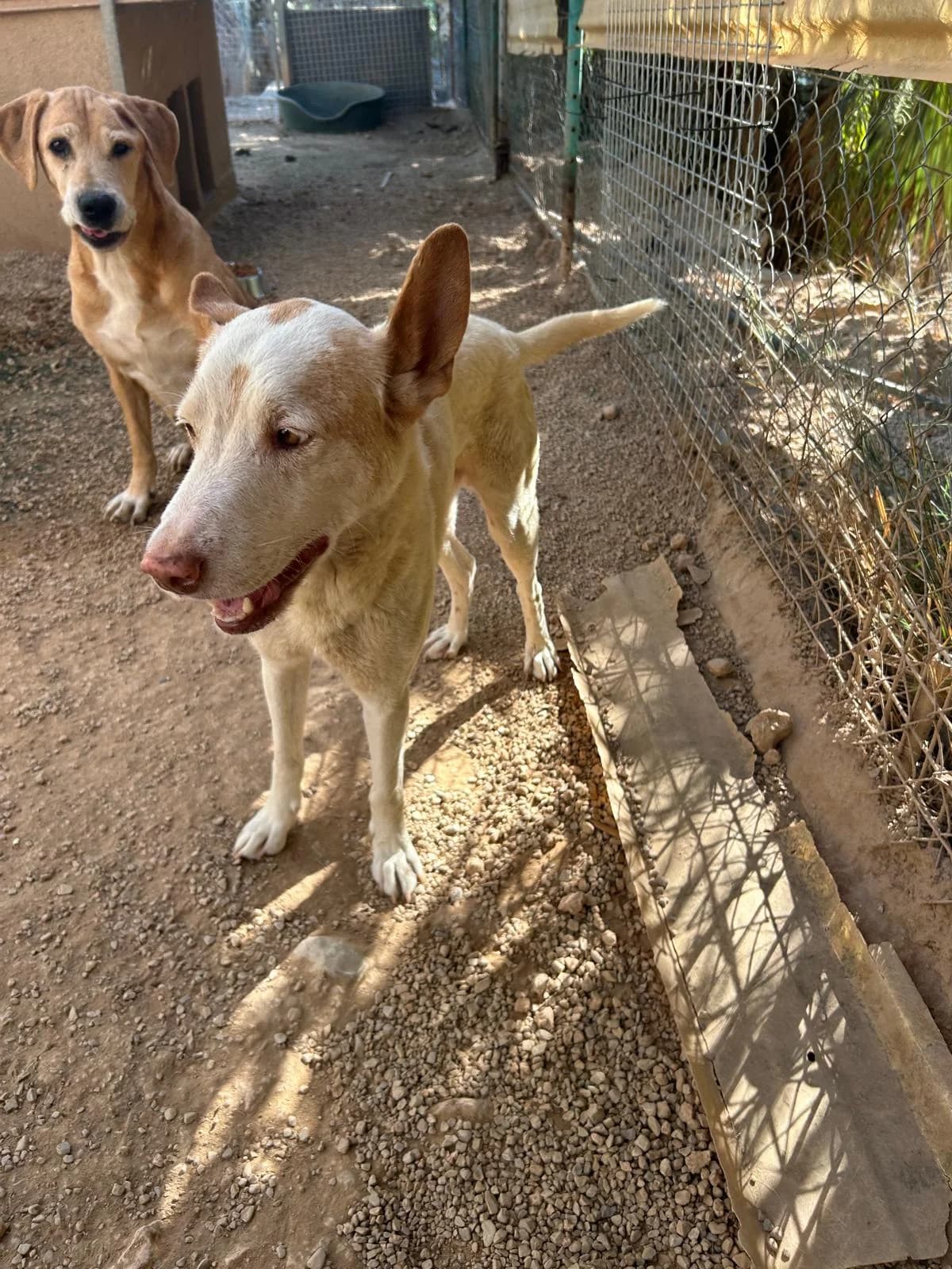 Rudy, female senior Mixed Breed for adoption at Tiere in Spanien e.V., Hamburg