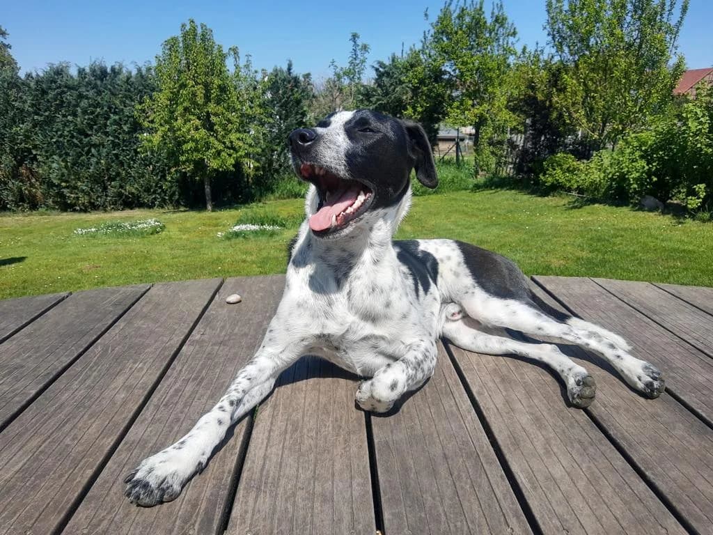 Scar, male senior Mixed Breed for adoption at Tiere in Spanien e.V., Hamburg