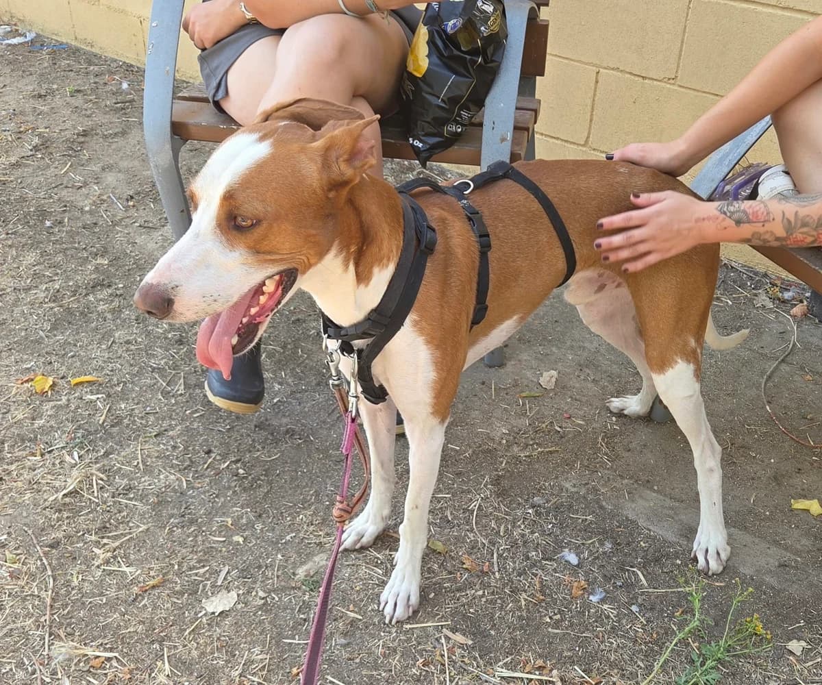 Scooby, male senior Mixed Breed for adoption at Tiere in Spanien e.V., Hamburg
