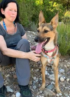 Shaya, female senior Mixed Breed for adoption at Tiere in Spanien e.V., Hamburg