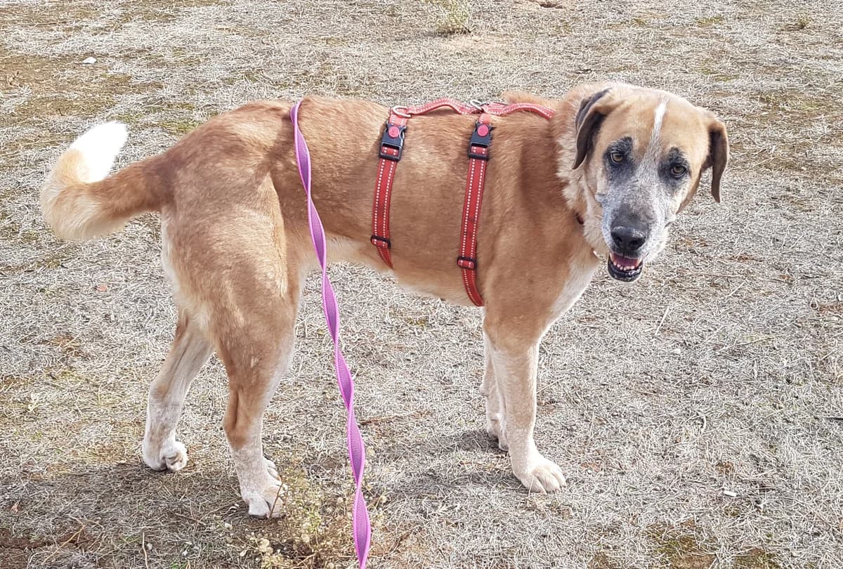 Sidra, female senior Mixed Breed for adoption at Tiere in Spanien e.V., Hamburg