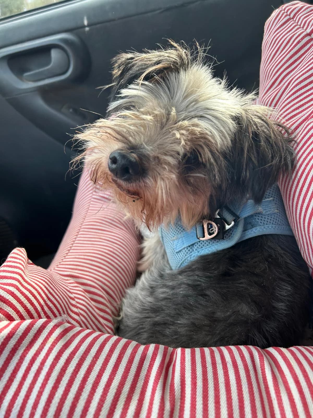 Timo, female senior Mixed Breed for adoption at Tiere in Spanien e.V., Hamburg