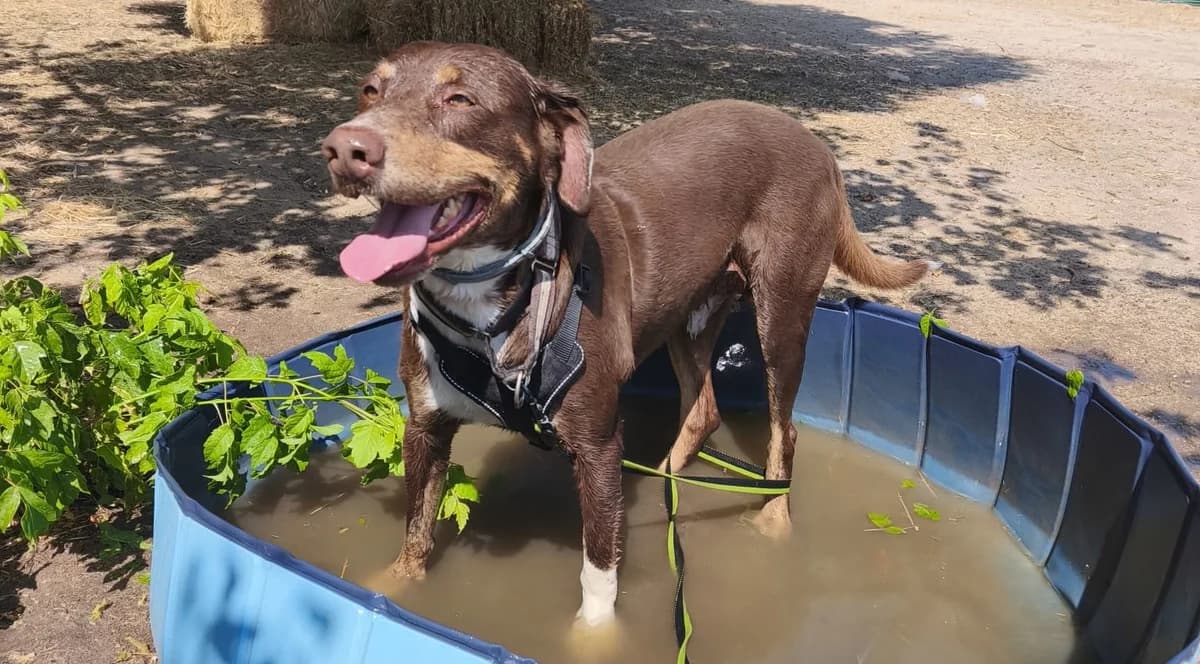 Tinker, male senior Mixed Breed for adoption at Tiere in Spanien e.V., Hamburg