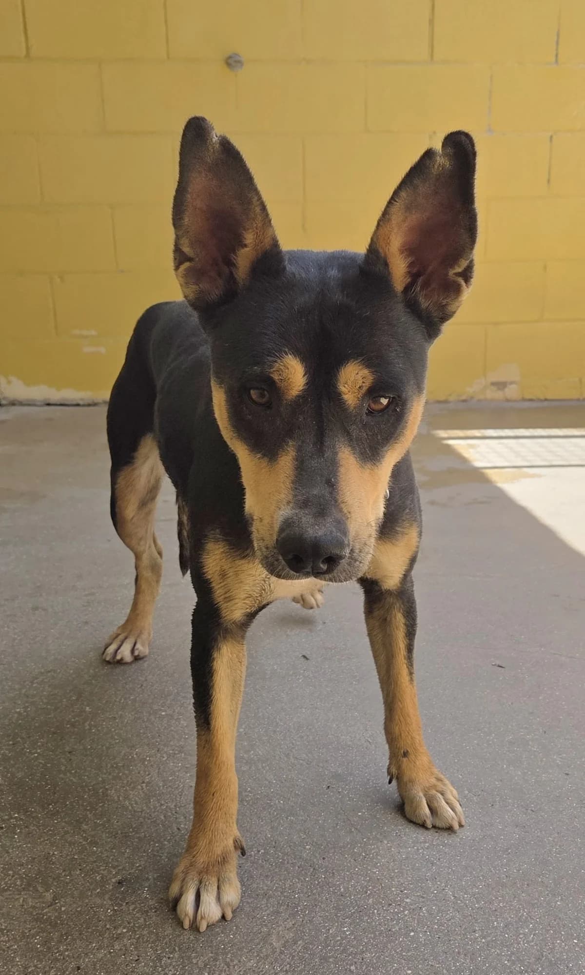 Torrija, female senior Mixed Breed for adoption at Tiere in Spanien e.V., Hamburg