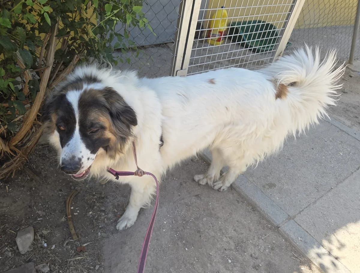 Zowi, female senior Mixed Breed for adoption at Tiere in Spanien e.V., Hamburg