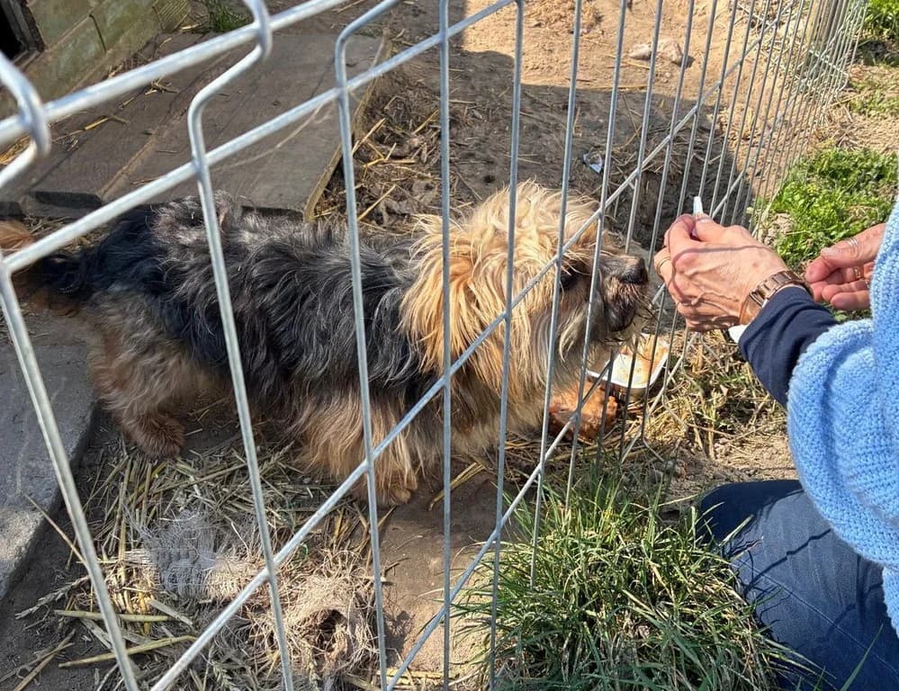 Mischa Sucht Hundeerfahrene Menschen, mixed breed for adoption at Tiere suchen Freunde e.V., Berlin