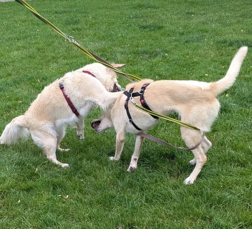 Troy Sucht Sein Für-immer-zuhause, male Mixed Breed for adoption at Tiere suchen Freunde e.V., Berlin