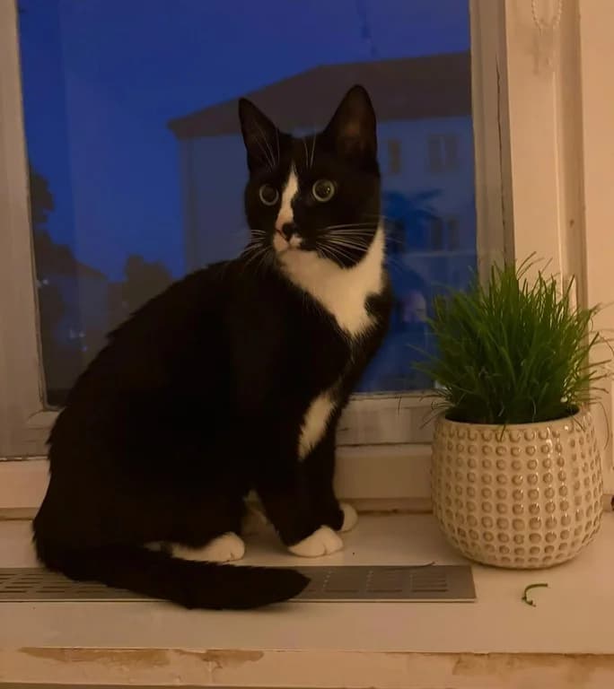 Sully Sucht Ein Neues Zuhause, schwarz male Mixed Breed for adoption at Tiere suchen Freunde e.V., Berlin