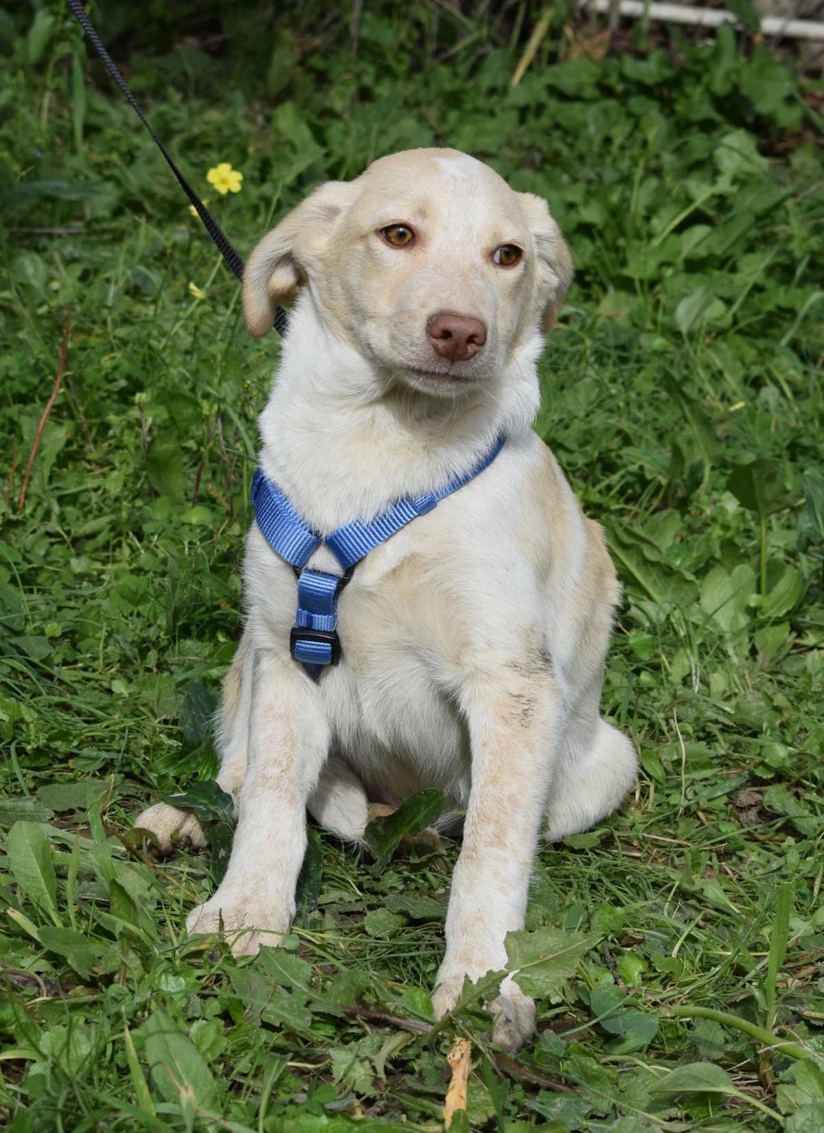 Antonio, male Mixed Breed for adoption at tierFAIRbunden n.e.V.