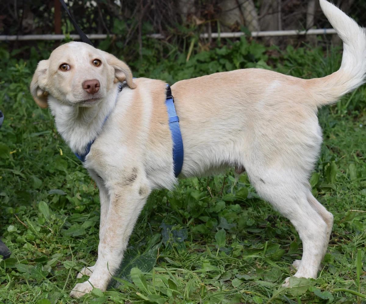 Antonio, male Mixed Breed for adoption at tierFAIRbunden n.e.V.