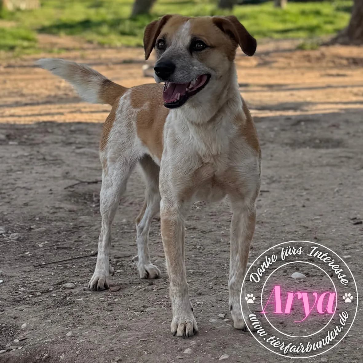 Arya, female Mixed Breed for adoption at tierFAIRbunden n.e.V.
