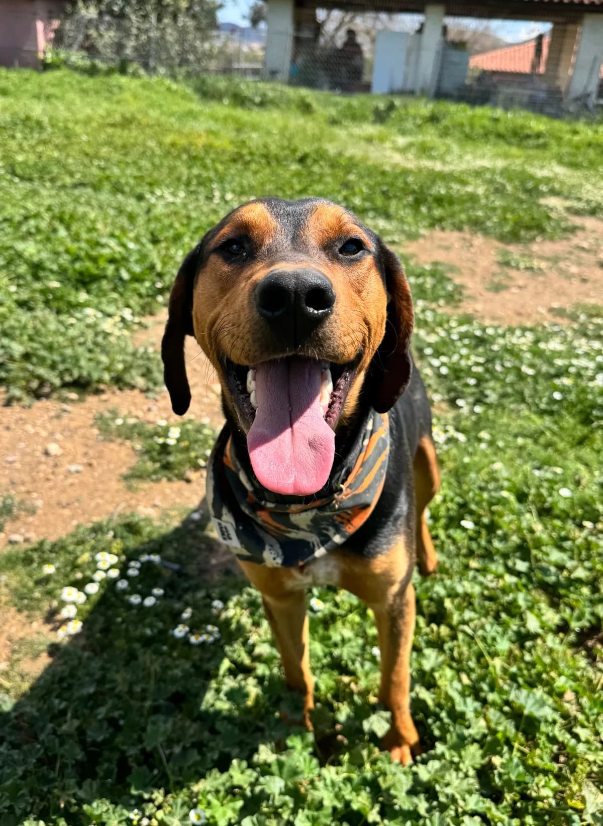 Buddy, male Mixed Breed for adoption at tierFAIRbunden n.e.V.