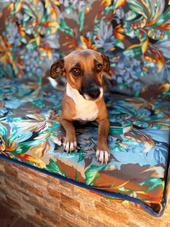 Candy, female young Mixed Breed for adoption at tierFAIRbunden n.e.V.