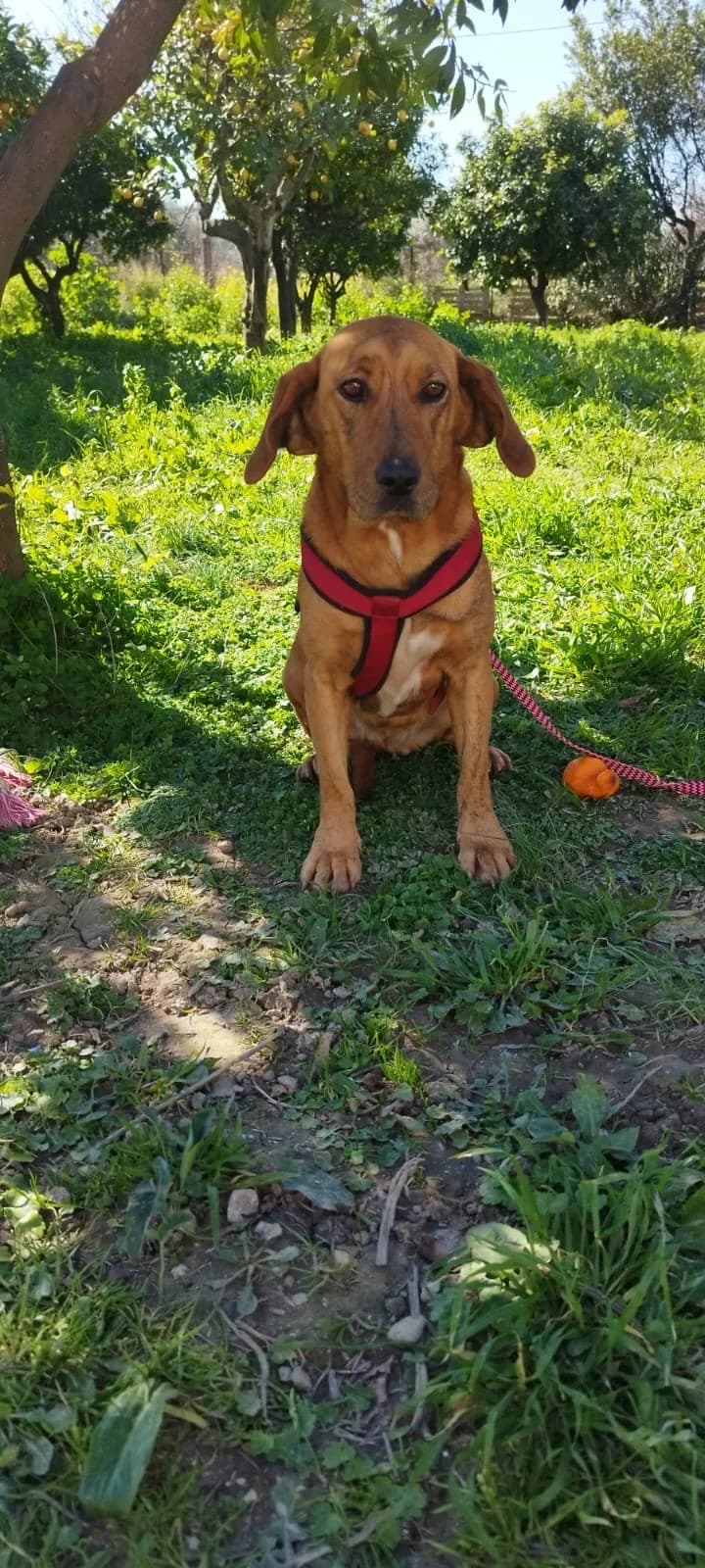 Chara, female 4yo Mixed Breed for adoption at tierFAIRbunden n.e.V.