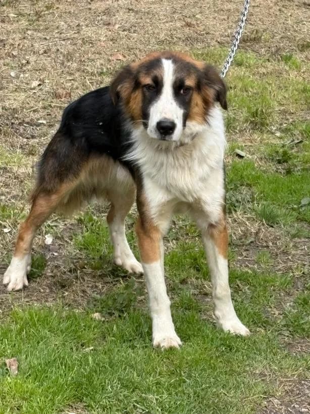 Charlie, male young Mixed Breed for adoption at tierFAIRbunden n.e.V.