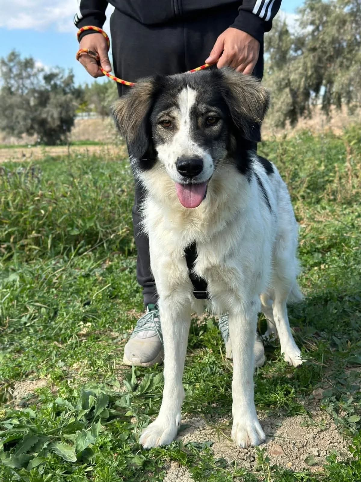 Daisy, female 6yo Mixed Breed for adoption at tierFAIRbunden n.e.V.